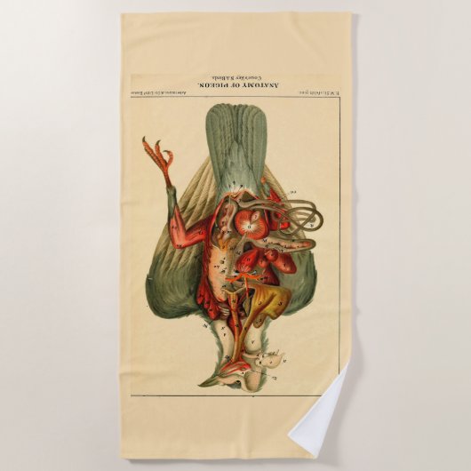 Anatomie van een duif strandlaken (Voorkant)