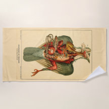 Anatomie van een duif