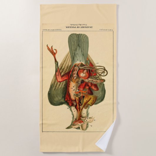 Anatomie van een duif strandlaken (Voorkant)