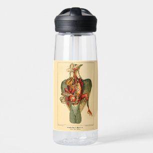 Anatomie van een duif waterfles
