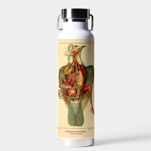 Anatomie van een duif waterfles