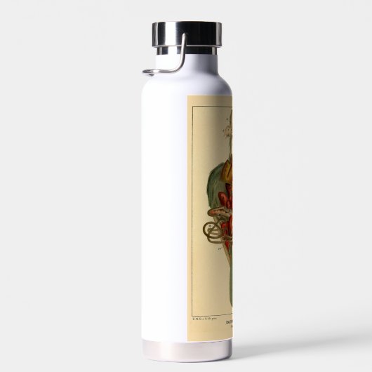 Anatomie van een duif waterfles (Rechts)