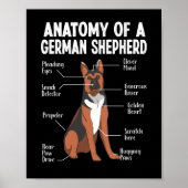 Anatomie van een Duitse herderhond Poster (Voorkant)