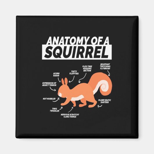 Anatomie van een eekhoorn magneet (Voorkant)
