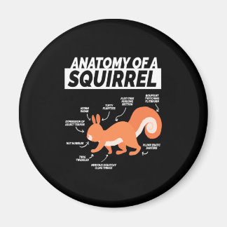 Anatomie van een eekhoorn magneet