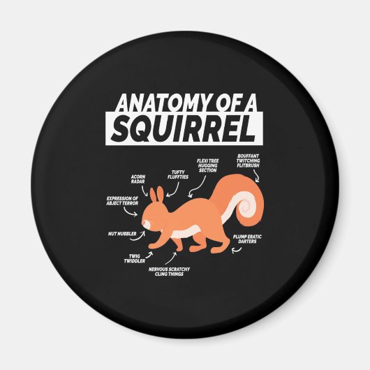 Anatomie van een eekhoorn magneet (Voorkant)