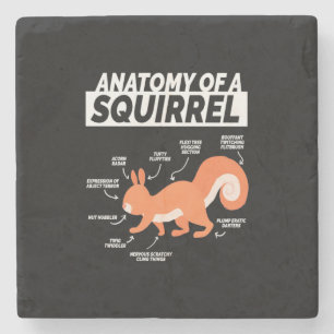 Anatomie van een eekhoorn stenen onderzetter