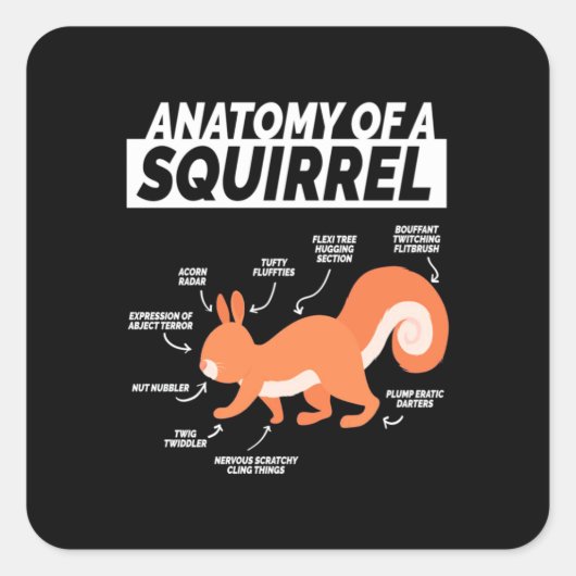 Anatomie van een eekhoorn vierkante sticker (Voorkant)