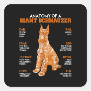 Anatomie van een Giant Schnauzer Dogs Funny Gift Vierkante Sticker