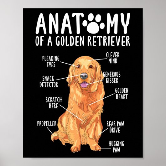 Anatomie van een Golden Retriever vader Poster (Voorkant)