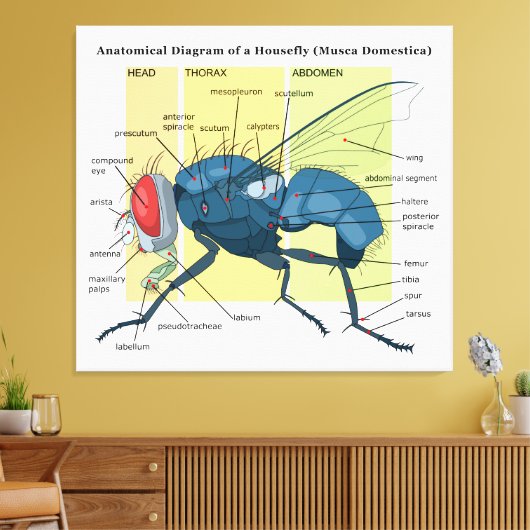 Anatomie van een Housefly Diagram Musca Domestica Canvas Afdruk (Insitu (Woonkamer))