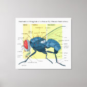 Anatomie van een Housefly Diagram Musca Domestica Canvas Afdruk (Voorkant)