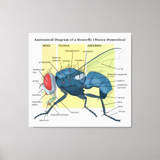 Anatomie van een Housefly Diagram Musca Domestica Canvas Afdruk (Voorkant)
