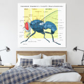 Anatomie van een Housefly Diagram Musca Domestica Canvas Afdruk (Insitu (Slaapkamer))