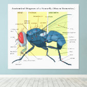 Anatomie van een Housefly Diagram Musca Domestica Canvas Afdruk (Insitu (Houten vloer))