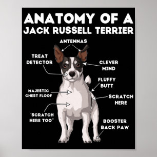 Anatomie van een Jack Russell Terrier Poster