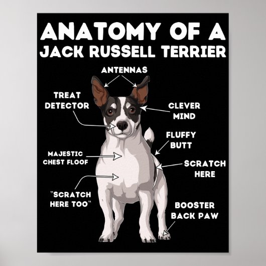 Anatomie van een Jack Russell Terrier Poster (Voorkant)