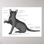 Anatomie van een kat poster (Voorkant)