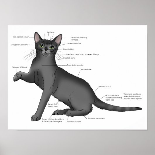Anatomie van een kat poster (Voorkant)