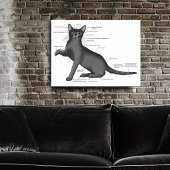 Anatomie van een kat poster