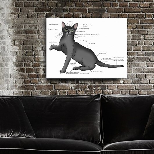 Anatomie van een kat poster