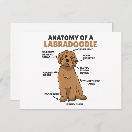 Anatomie van een labradoedle Cute Canine Puppy Briefkaart (Voorkant / Achterkant)