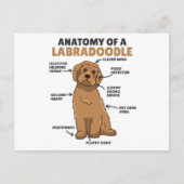 Anatomie van een labradoedle Cute Canine Puppy Briefkaart (Voorkant)