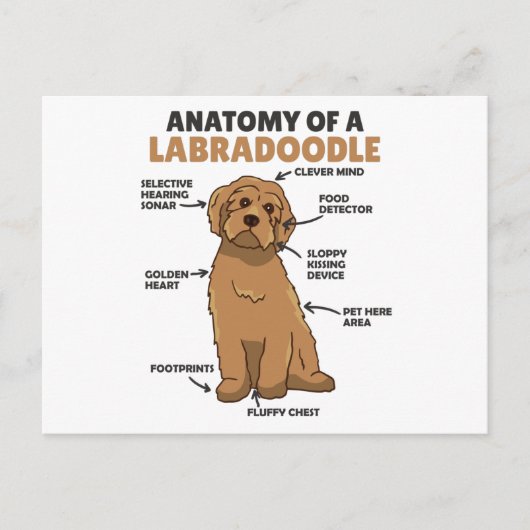 Anatomie van een labradoedle Cute Canine Puppy Briefkaart (Voorkant)