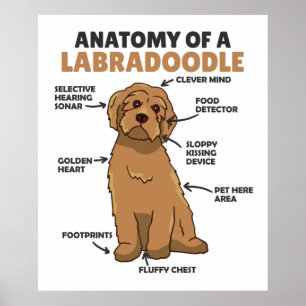 Anatomie van een labradoedle Cute Canine Puppy Poster