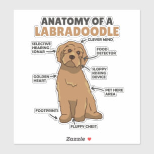 Anatomie van een labradoedle Cute Canine Puppy Sticker