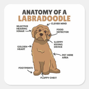 Anatomie van een labradoedle Cute Canine Puppy Vierkante Sticker