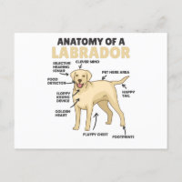 Anatomie van een labrador Retriever zoete honden