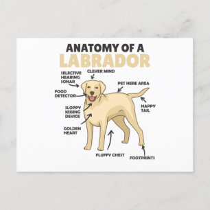 Anatomie van een labrador Retriever zoete honden Briefkaart