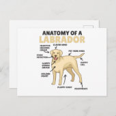 Anatomie van een labrador Retriever zoete honden Briefkaart (Voorkant / Achterkant)