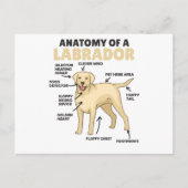 Anatomie van een labrador Retriever zoete honden Briefkaart (Voorkant)
