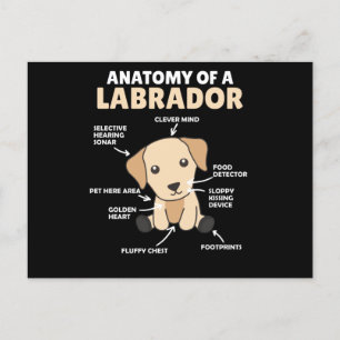 Anatomie van een labrador Retriever zoete honden Briefkaart