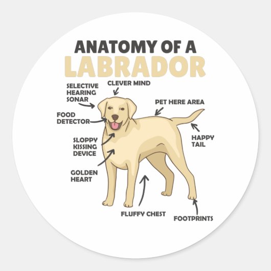 Anatomie van een labrador Retriever zoete honden Ronde Sticker (Voorkant)