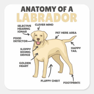 Anatomie van een labrador Retriever zoete honden Vierkante Sticker