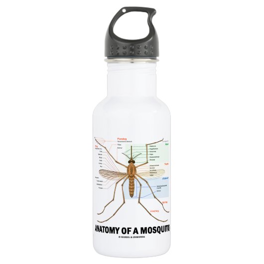Anatomie van een mug (Entomologie) Waterfles (Voorkant)