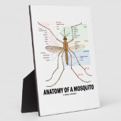 Anatomie van een muggen (Entomologie) Fotoplaat (Zijkant)