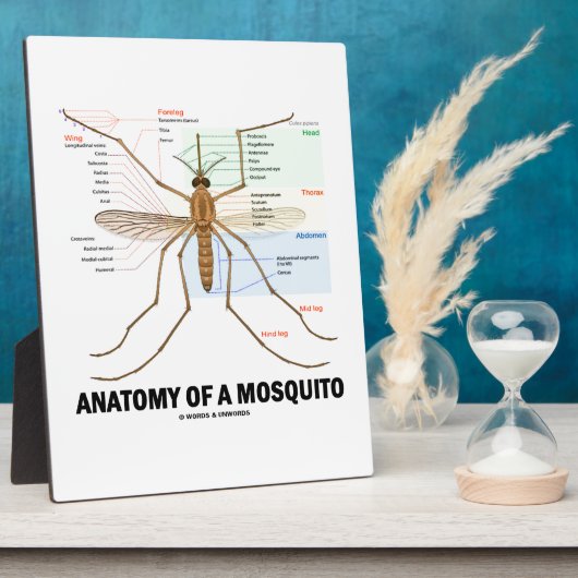 Anatomie van een muggen (Entomologie) Fotoplaat (Zijkant)
