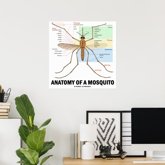 Anatomie van een muggen (Entomologie) Poster (Thuiskantoor)
