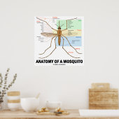Anatomie van een muggen (Entomologie) Poster (Keuken)