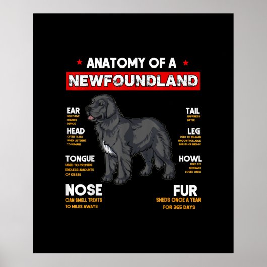 Anatomie van een Newfoundland Dogs Lovers Poster (Voorkant)