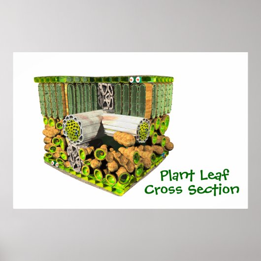 Anatomie van een Plant leder poster (Voorkant)