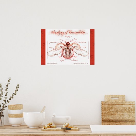 Anatomie van een Poster van het Ladybug (Coccinell (Keuken)