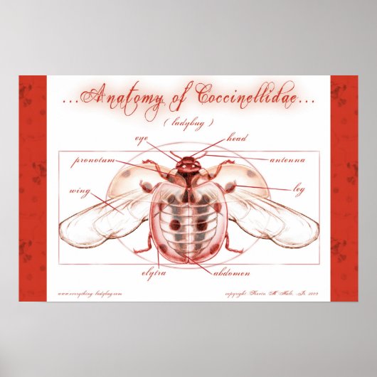 Anatomie van een Poster van het Ladybug (Coccinell (Voorkant)