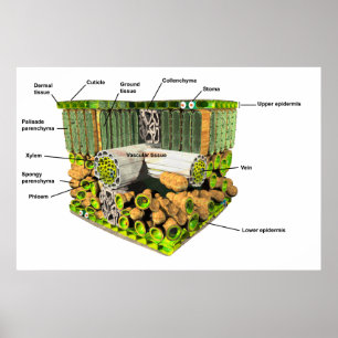 Anatomie van een poster van leder