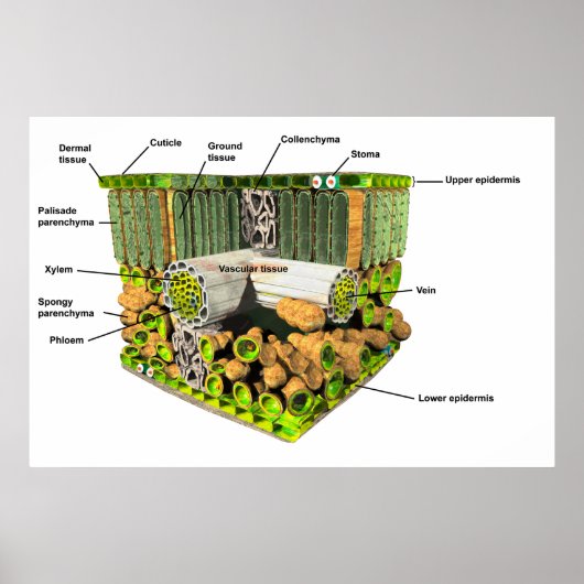 Anatomie van een poster van leder (Voorkant)