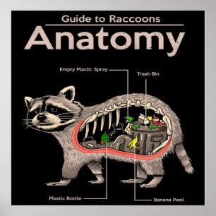 Anatomie van een Raccoon   Cute Panda Lover Poster